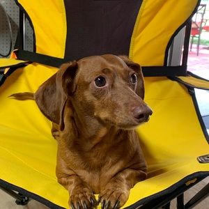 Meet your Posher, Connie